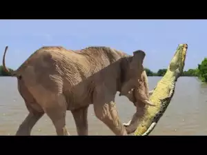 Video: Animal Moms Protecting Their Babies - Elephant Saves her Calf from Crocodile